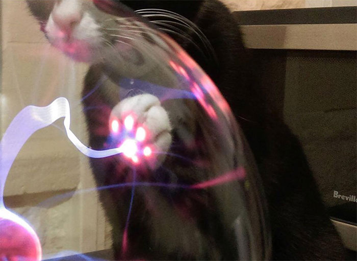 кошка и плазма-шар