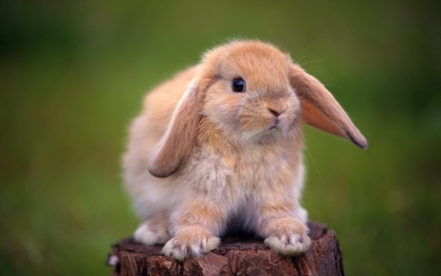 пушистый рыжий кролик