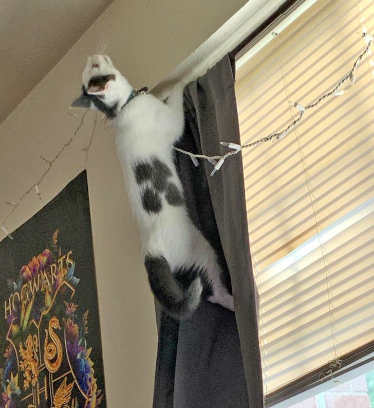 кот висит на шторе