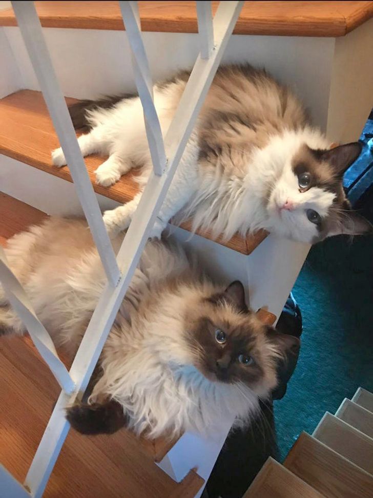 коты на лестнице
