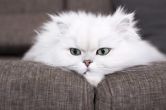 белый персидский кот