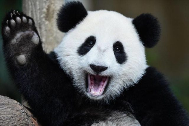 панда улыбается и машет лапой