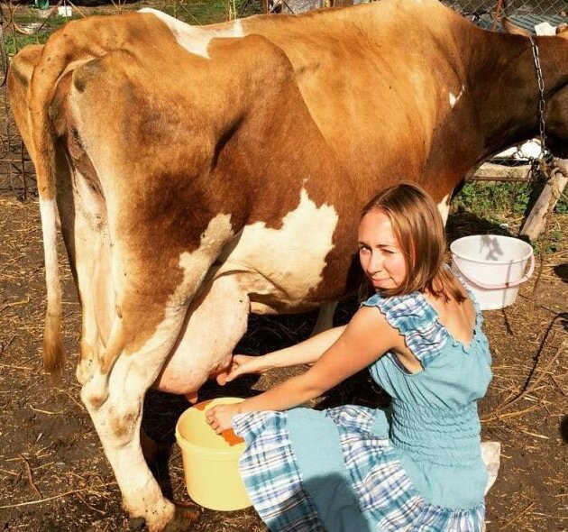 девушка доит корову