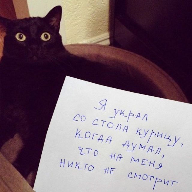 черный кот с запиской