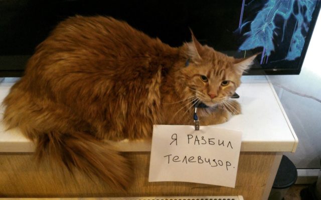 пушистый рыжий кот с запиской 