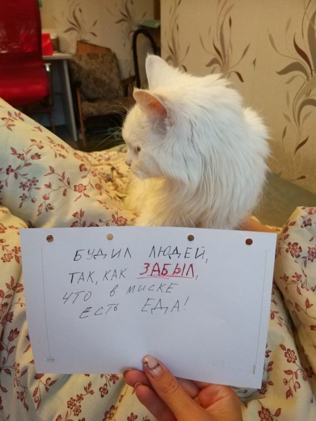 белый кот с запиской