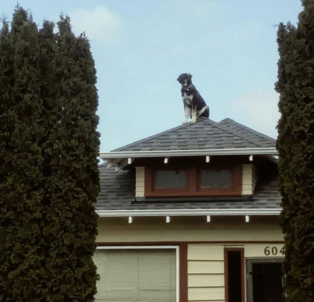 собака сидит на крыше дома