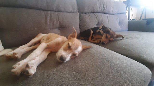 две собаки спят на сером диване