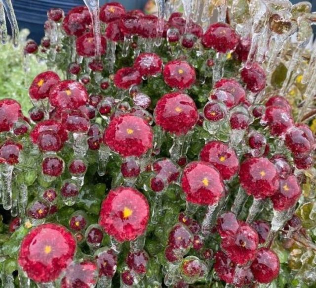 красные цветы покрытые льдом