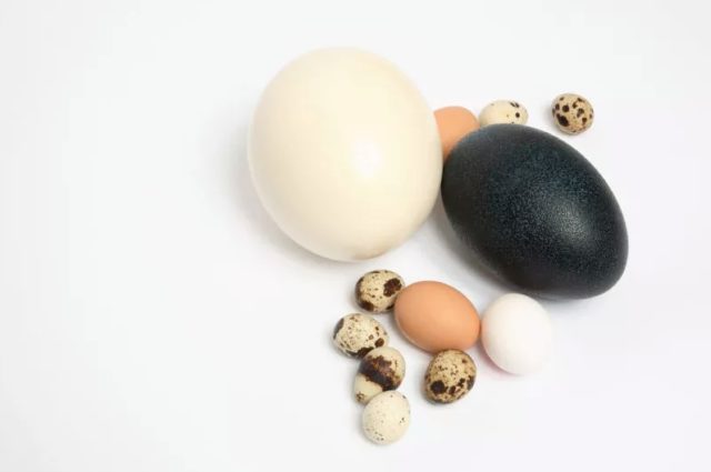 разные яйца на белом фоне