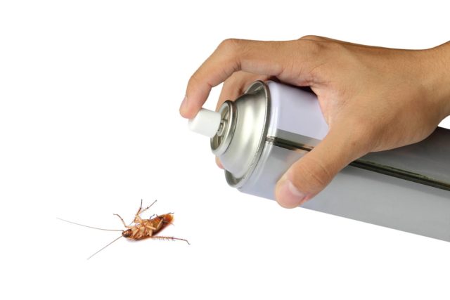 Самые эффективные средства от тараканов
