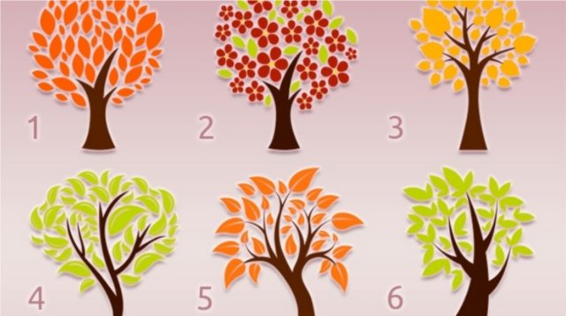 Тест: выберите дерево и узнайте свою доминирующую черту характера