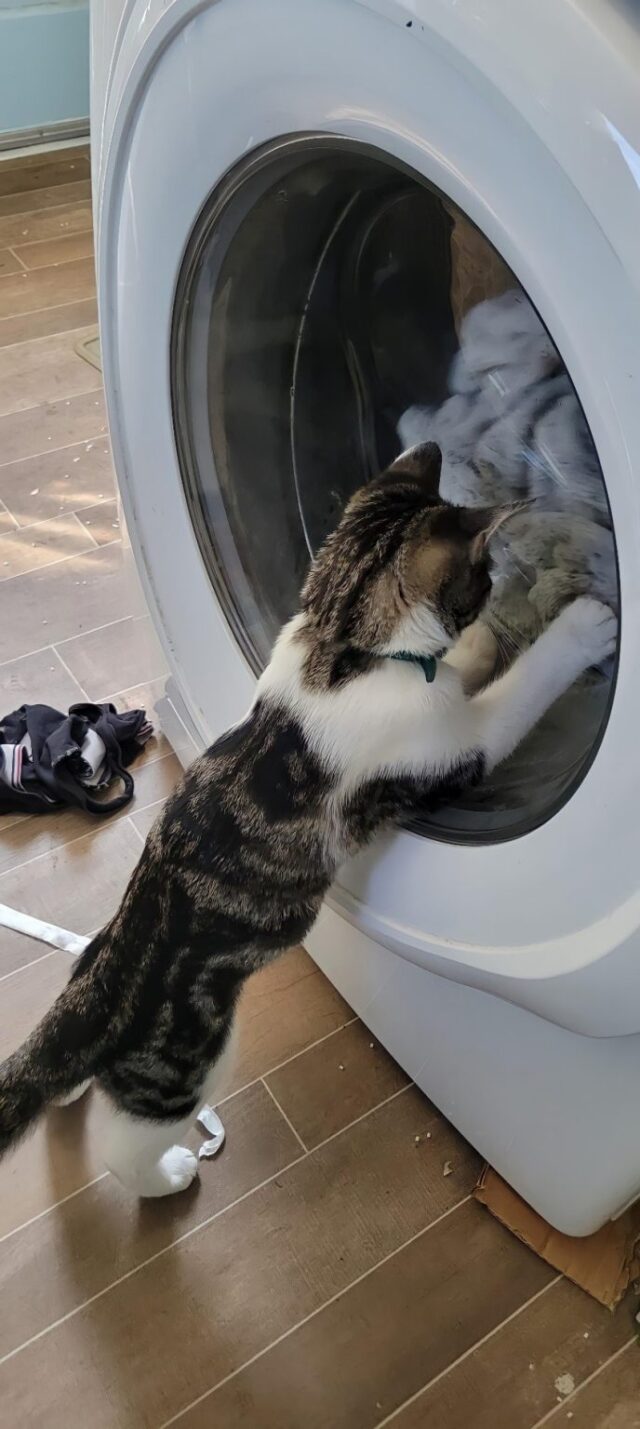 кошка смотрит на вещи в стиральной машинке