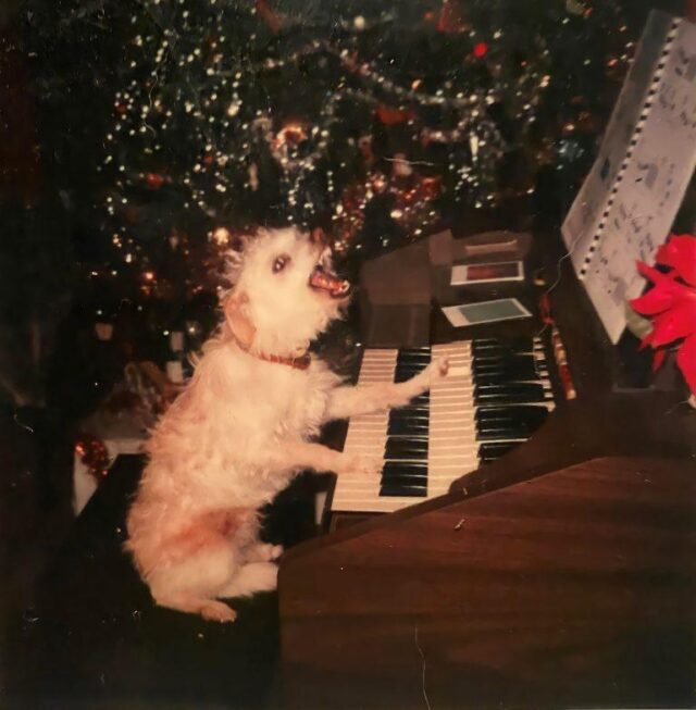 собака играет на пианино