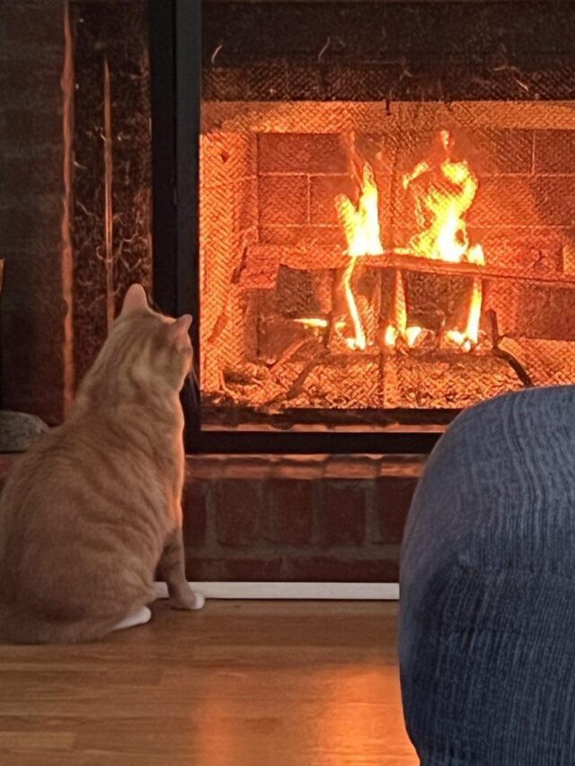рыжий кот смотрит на огонь в камине