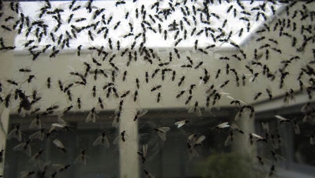 Как избавиться от летающих муравьев в доме: действенные советы