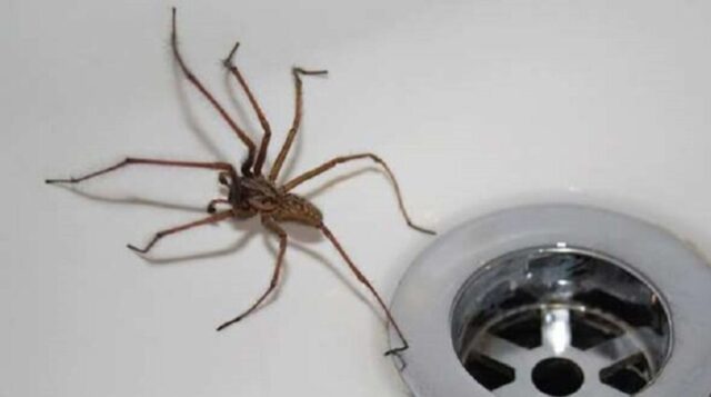 Как избавиться от пауков в доме навсегда?