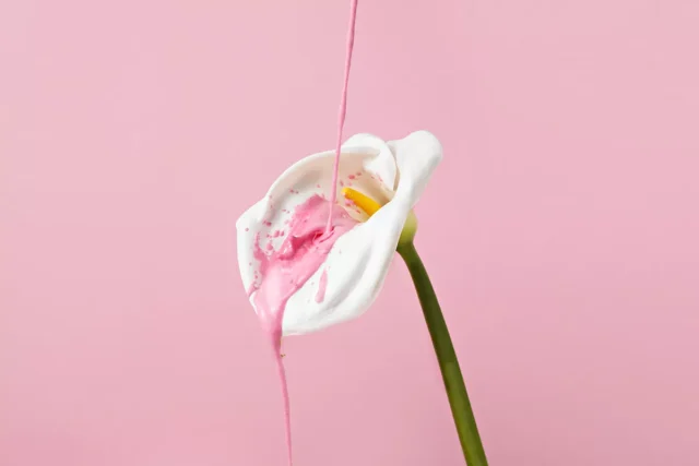 белая лилия на розовом фоне