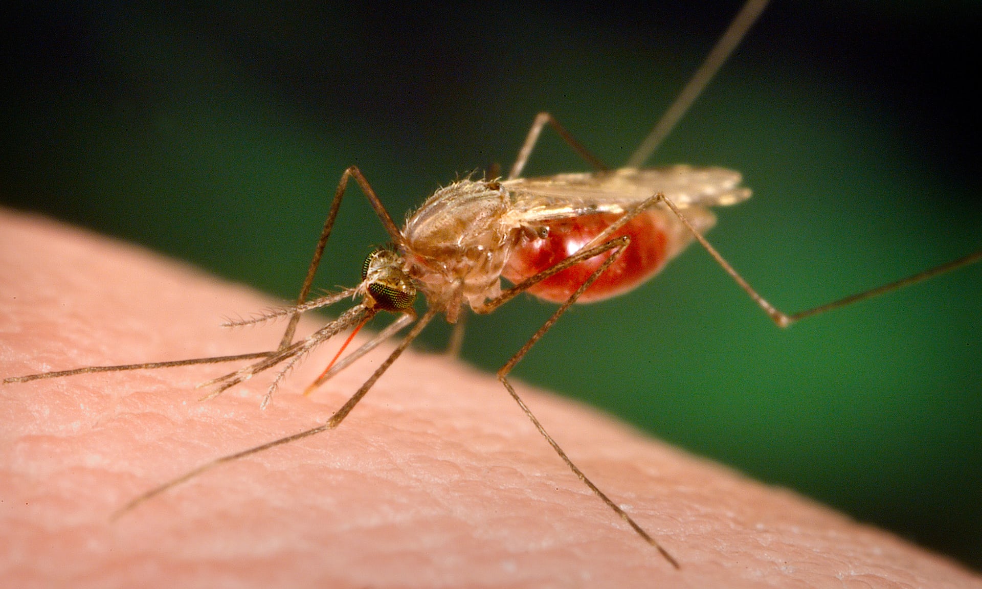 Как защитить себя от малярии