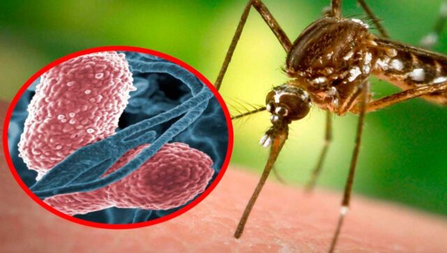 Малярия: самое опасное заболевание на отдыхе